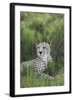 African Cheetah 014-Bob Langrish-Framed Photographic Print