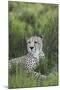 African Cheetah 014-Bob Langrish-Mounted Photographic Print