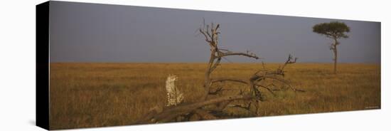 African Cheetah Sitting on a Fallen Tree, Masai Mara National Reserve, Kenya-null-Stretched Canvas