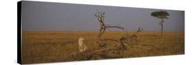 African Cheetah Sitting on a Fallen Tree, Masai Mara National Reserve, Kenya-null-Stretched Canvas