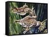 African Clawed Frog or Xenopus (Xenopus Laevis), Pipidae-null-Framed Stretched Canvas