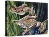African Clawed Frog or Xenopus (Xenopus Laevis), Pipidae-null-Stretched Canvas