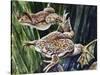 African Clawed Frog or Xenopus (Xenopus Laevis), Pipidae-null-Stretched Canvas