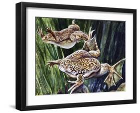 African Clawed Frog or Xenopus (Xenopus Laevis), Pipidae-null-Framed Giclee Print