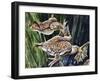 African Clawed Frog or Xenopus (Xenopus Laevis), Pipidae-null-Framed Giclee Print