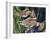 African Clawed Frog or Xenopus (Xenopus Laevis), Pipidae-null-Framed Giclee Print