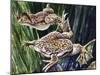 African Clawed Frog or Xenopus (Xenopus Laevis), Pipidae-null-Mounted Giclee Print