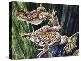 African Clawed Frog or Xenopus (Xenopus Laevis), Pipidae-null-Stretched Canvas