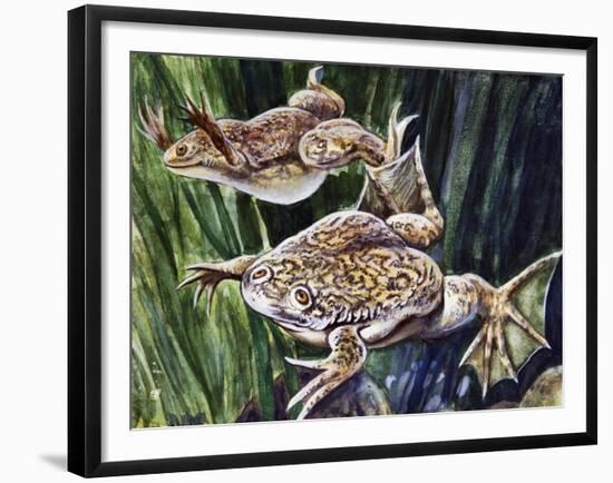 African Clawed Frog or Xenopus (Xenopus Laevis), Pipidae-null-Framed Giclee Print