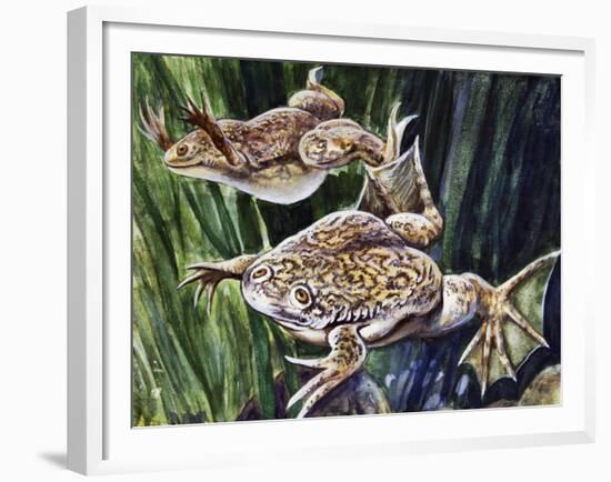 African Clawed Frog or Xenopus (Xenopus Laevis), Pipidae-null-Framed Giclee Print