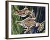 African Clawed Frog or Xenopus (Xenopus Laevis), Pipidae-null-Framed Giclee Print