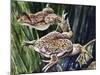 African Clawed Frog or Xenopus (Xenopus Laevis), Pipidae-null-Mounted Giclee Print