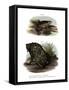 African Clawed Frog-null-Framed Stretched Canvas