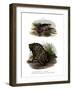 African Clawed Frog-null-Framed Giclee Print