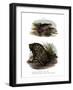 African Clawed Frog-null-Framed Giclee Print