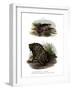 African Clawed Frog-null-Framed Giclee Print