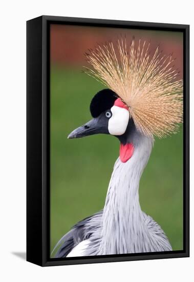 African Crown Crane-Lantern Press-Framed Stretched Canvas