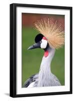 African Crown Crane-Lantern Press-Framed Art Print