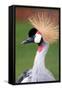 African Crown Crane-Lantern Press-Framed Stretched Canvas