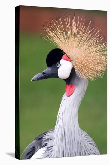 African Crown Crane-Lantern Press-Stretched Canvas