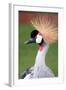 African Crown Crane-Lantern Press-Framed Art Print