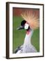 African Crown Crane-Lantern Press-Framed Art Print