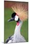 African Crown Crane-Lantern Press-Mounted Art Print