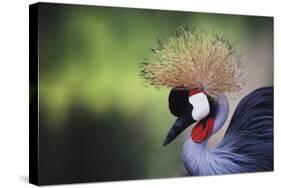 African Crowned Crane, Balearica Rugelorum Gibbericepes-Stuart Westmorland-Stretched Canvas