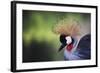 African Crowned Crane, Balearica Rugelorum Gibbericepes-Stuart Westmorland-Framed Photographic Print