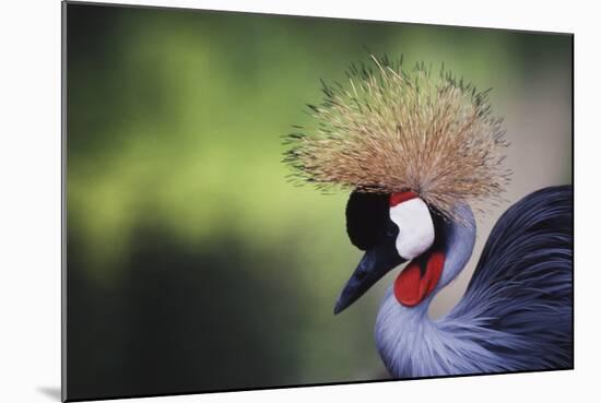 African Crowned Crane, Balearica Rugelorum Gibbericepes-Stuart Westmorland-Mounted Photographic Print