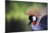 African Crowned Crane, Balearica Rugelorum Gibbericepes-Stuart Westmorland-Mounted Photographic Print