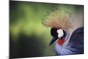 African Crowned Crane, Balearica Rugelorum Gibbericepes-Stuart Westmorland-Mounted Photographic Print