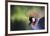 African Crowned Crane, Balearica Rugelorum Gibbericepes-Stuart Westmorland-Framed Photographic Print