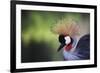 African Crowned Crane, Balearica Rugelorum Gibbericepes-Stuart Westmorland-Framed Photographic Print