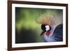 African Crowned Crane, Balearica Rugelorum Gibbericepes-Stuart Westmorland-Framed Photographic Print