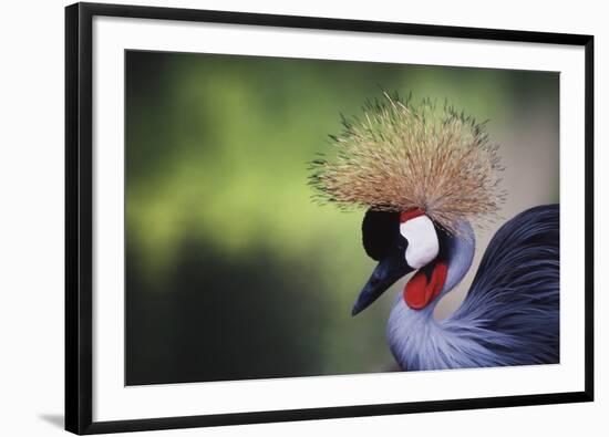 African Crowned Crane, Balearica Rugelorum Gibbericepes-Stuart Westmorland-Framed Photographic Print