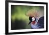 African Crowned Crane, Balearica Rugelorum Gibbericepes-Stuart Westmorland-Framed Photographic Print