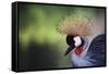 African Crowned Crane, Balearica Rugelorum Gibbericepes-Stuart Westmorland-Framed Stretched Canvas