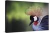 African Crowned Crane, Balearica Rugelorum Gibbericepes-Stuart Westmorland-Stretched Canvas