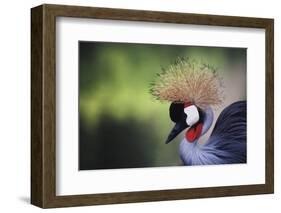 African Crowned Crane, Balearica Rugelorum Gibbericepes-Stuart Westmorland-Framed Photographic Print