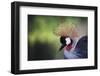 African Crowned Crane, Balearica Rugelorum Gibbericepes-Stuart Westmorland-Framed Photographic Print