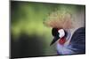 African Crowned Crane, Balearica Rugelorum Gibbericepes-Stuart Westmorland-Mounted Photographic Print