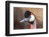 African Crowned Crane-Nathan Larson-Framed Photographic Print