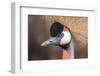 African Crowned Crane-Nathan Larson-Framed Photographic Print