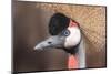 African Crowned Crane-Nathan Larson-Mounted Photographic Print