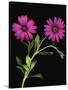 African Daisies-null-Stretched Canvas