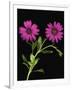 African Daisies-null-Framed Premium Photographic Print