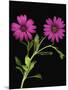 African Daisies-null-Mounted Photographic Print