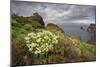 African Daisy (Arctotis Hybrids) Plant Flowering on Cliff Top, Ponta De Sao Lourenco, Madeira-Radisics-Mounted Photographic Print