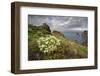 African Daisy (Arctotis Hybrids) Plant Flowering on Cliff Top, Ponta De Sao Lourenco, Madeira-Radisics-Framed Photographic Print